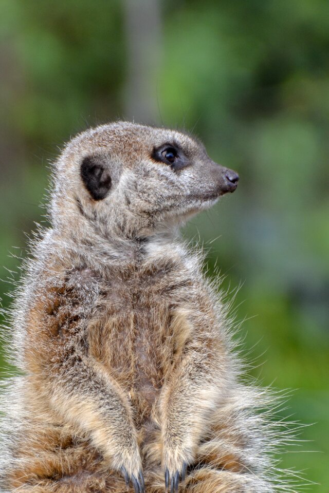 Wildlife suricate suricata
