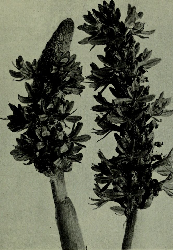 The American annual of photography (1918) (14780884842)