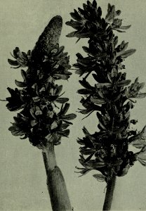The American annual of photography (1918) (14780884842)