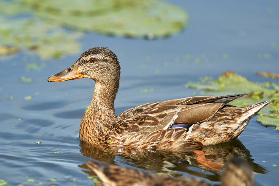Water bird trout pond