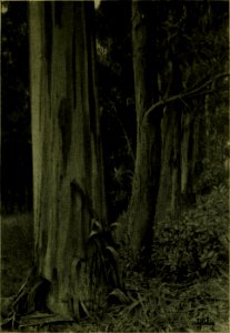 The American annual of photography (1917) (14597491707)