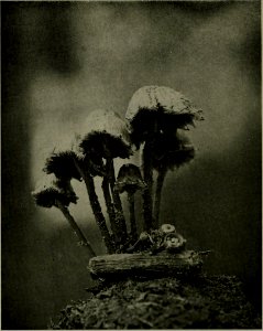 The American annual of photography (1914) (14780324205)