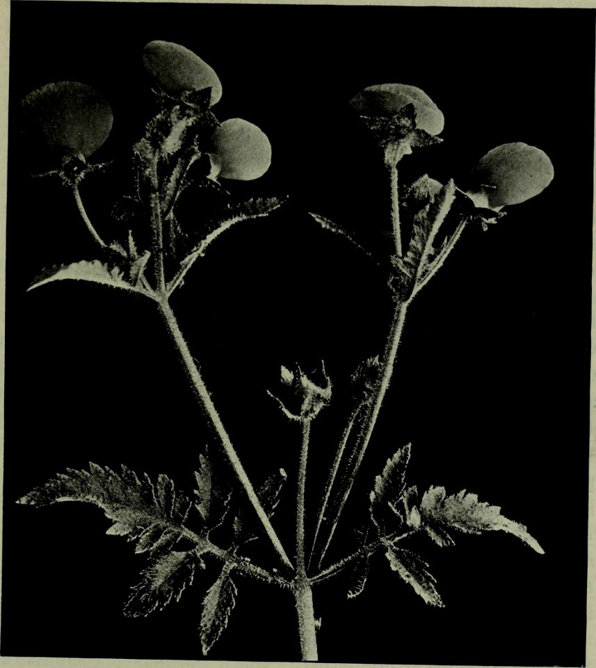 The American annual of photography (1918) (14594729937)