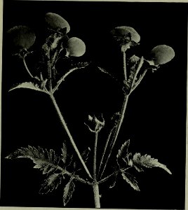 The American annual of photography (1918) (14594729937)
