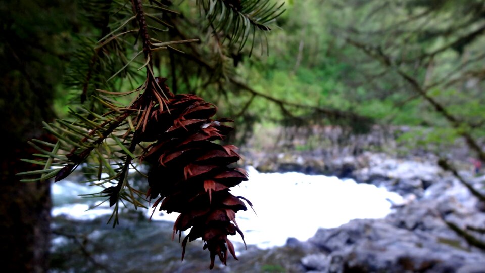 Water wood pine