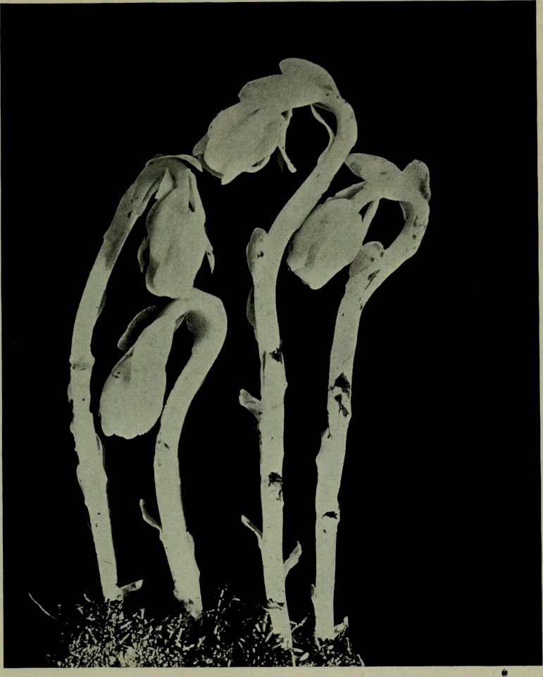 The American annual of photography (1918) (14594589108)
