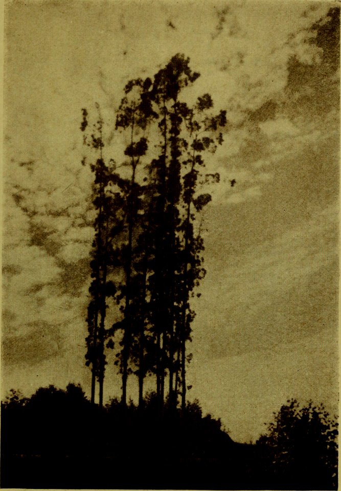 The American annual of photography (1918) (14594431469)