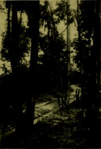 The American annual of photography (1918) (14594723568)