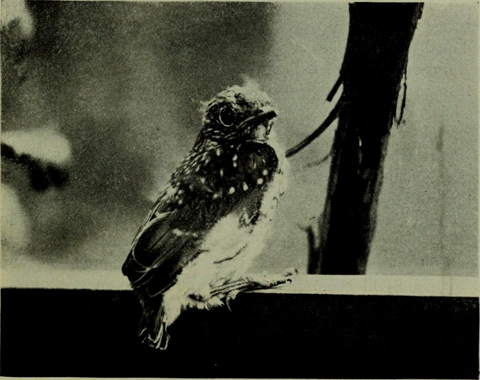 The American annual of photography (1918) (14594598507)