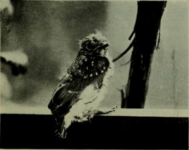 The American annual of photography (1918) (14594598507)