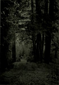 The American annual of photography (1919) (14779471851)