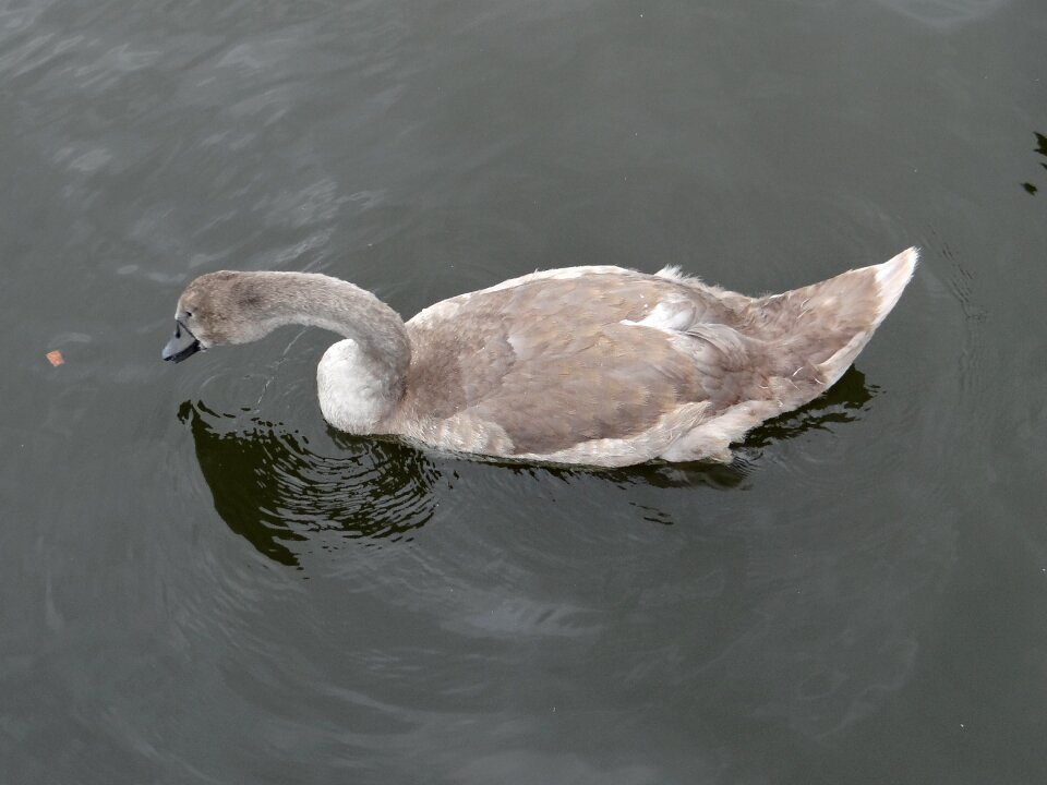 Water bird lake poland