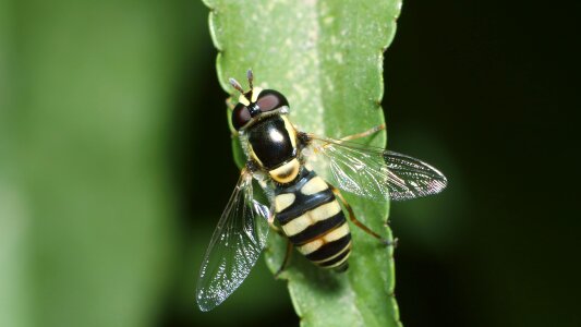 Living nature fly bespozvonochnoe