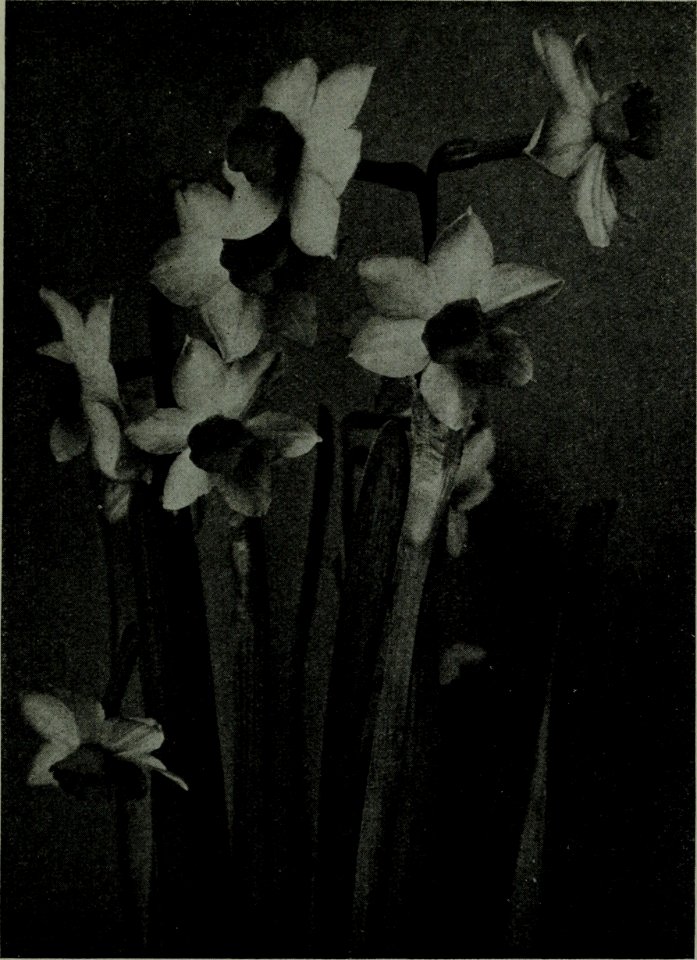 The American annual of photography (1922) (14594851070)