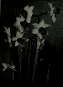 The American annual of photography (1922) (14594851070)