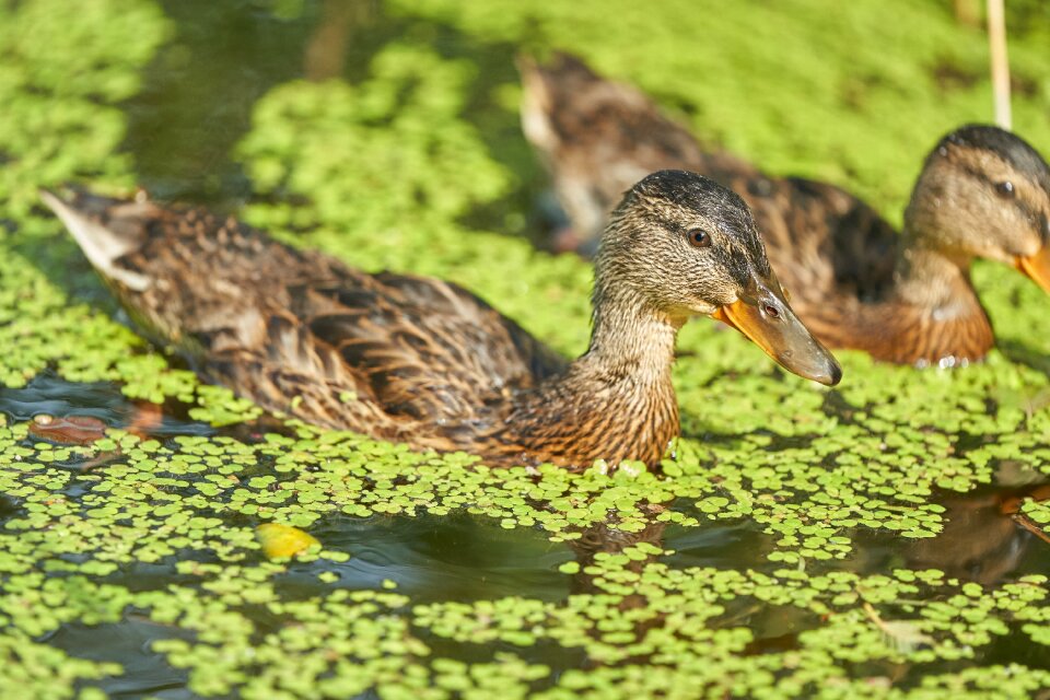 Water bird trout pond