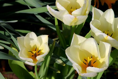 Yellow white tulips detail