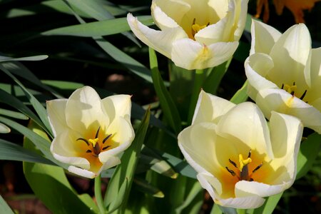 Yellow white tulips detail photo