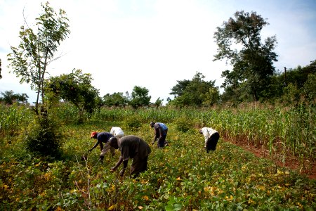 The Amukeni Community-based Association grows soybeans and sells nutritious soy products to the local school (7603955198)
