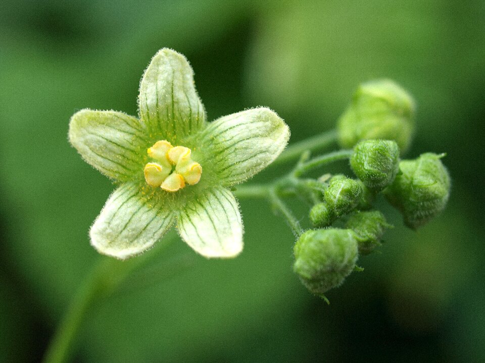 Flower growth green growth
