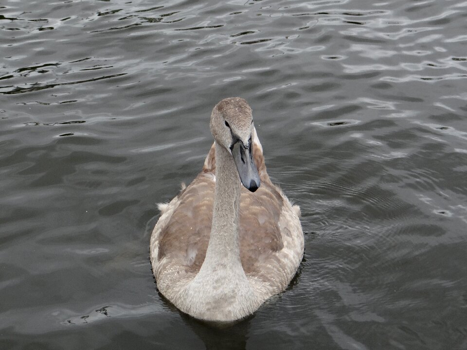 Water bird lake poland