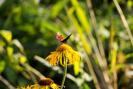 Insect blossom bloom
