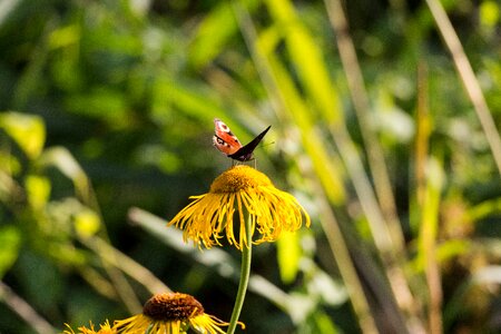 Insect blossom bloom photo