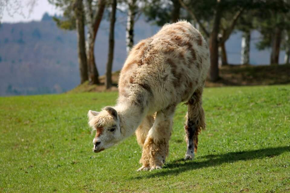 Graze andes paarhufer