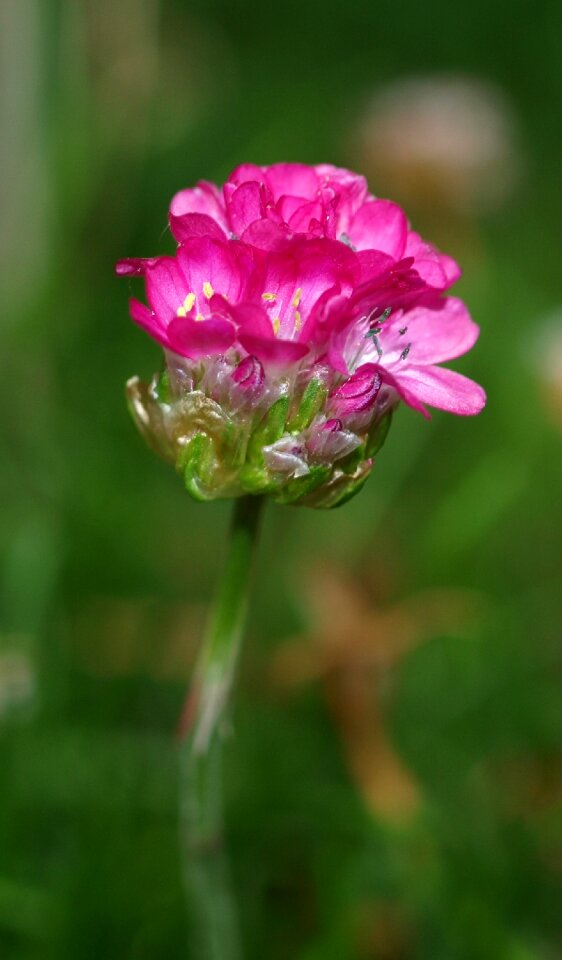 Summer leaf floral photo