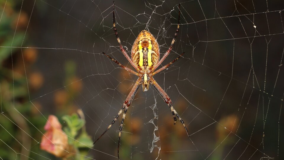 A spider-like insect insect trap photo