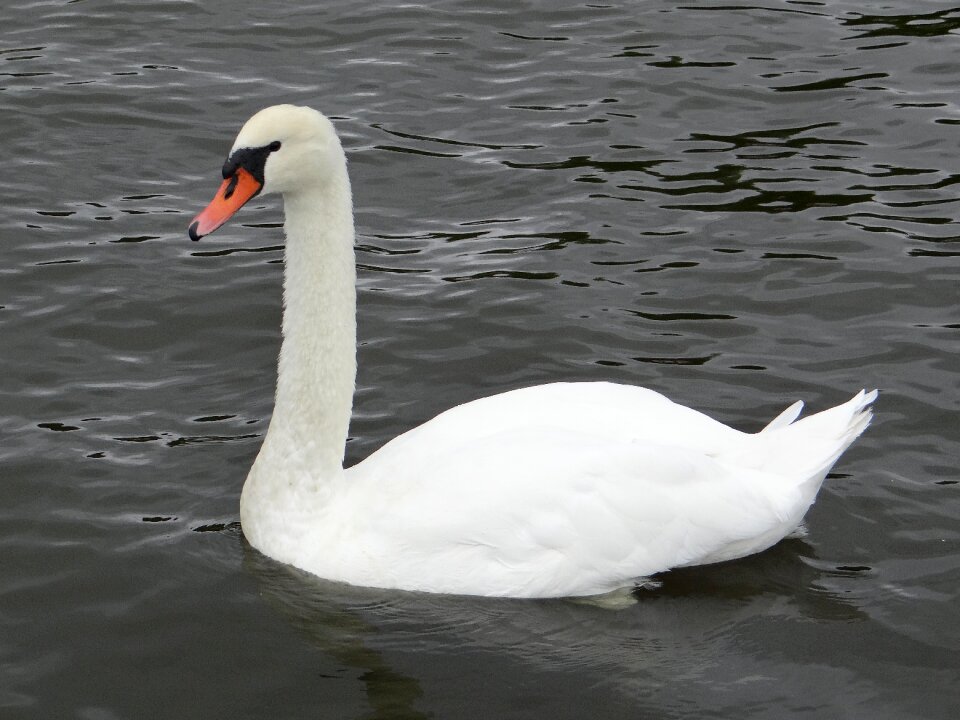 Water bird lake poland