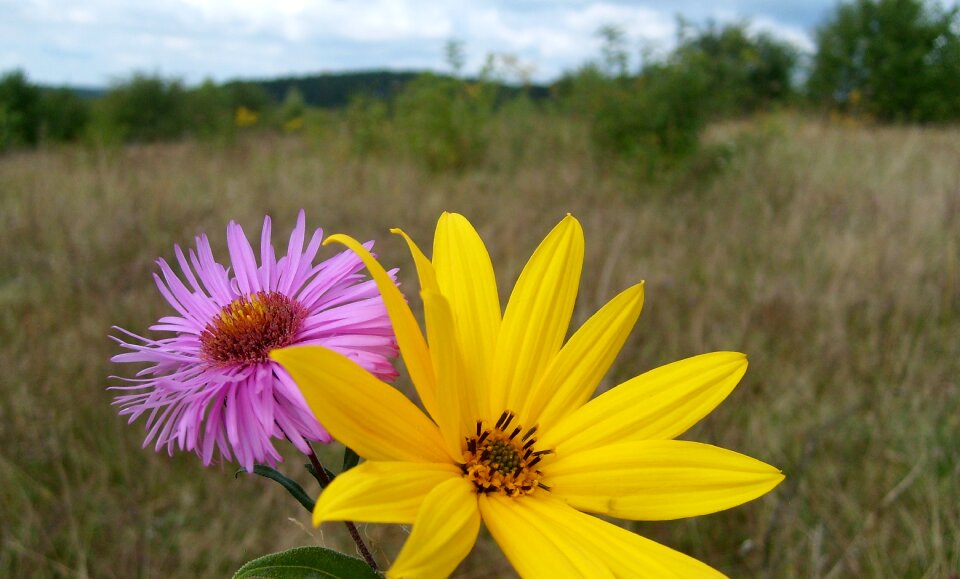Beauty plant composition