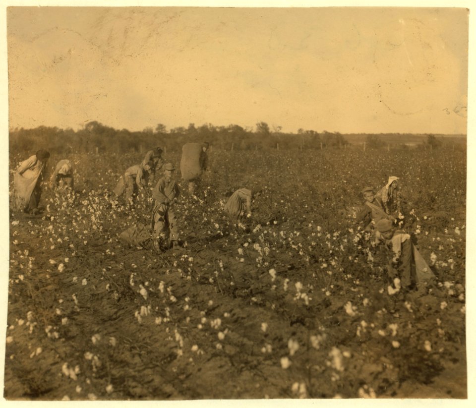 The cotton pickers on this farm were temporary neighbors to the owner. Four adults and seven children. The latter as follows- one six year old boy picks one hundred pounds a day. His father LOC nclc.00224