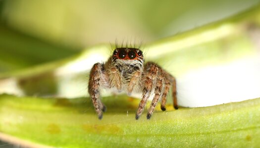 Animals outdoors little