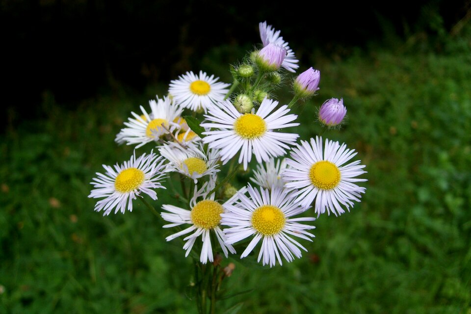 Beautiful bouquet of flowers nature