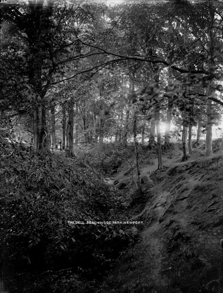 The Dell, Beechwood Park, Newport. (4641378)