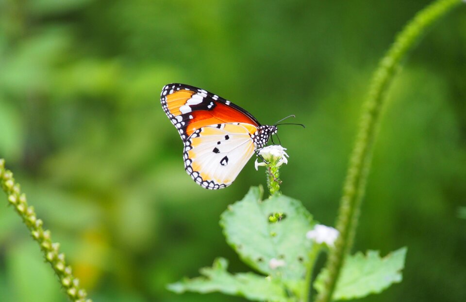Butterfly summer flora