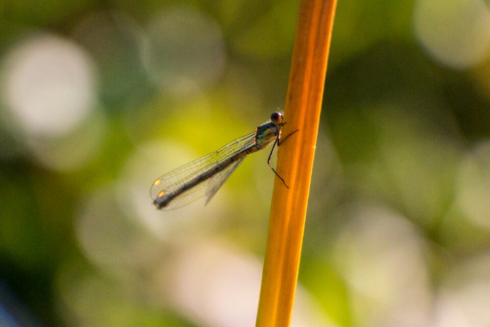Insect close up macro