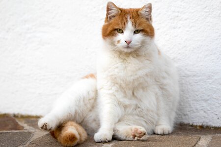 Domestic pet sit