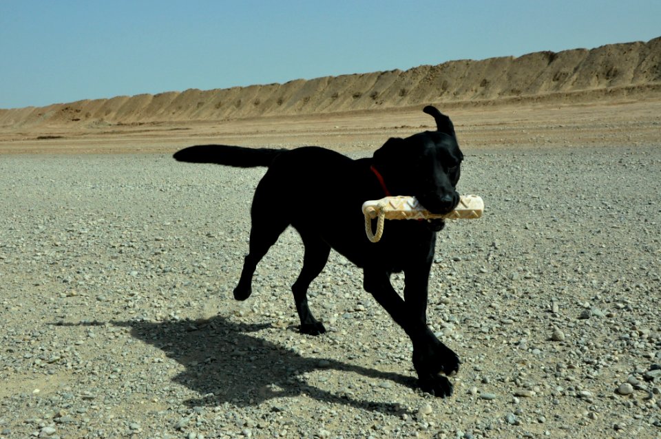 The dogs of war, saving lives but paying the price 120404-N-UR169-421
