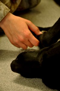 The dogs of war, Saving lives but paying the price 120314-N-UR169-124