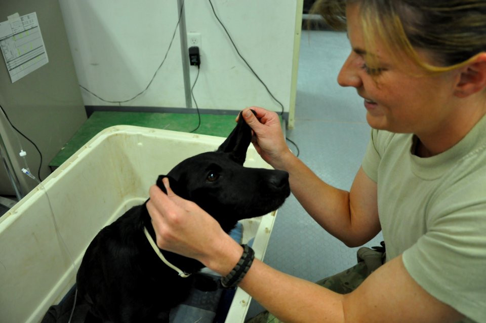 The dogs of war, saving lives but paying the price 120404-N-UR169-013