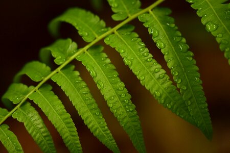 Green growth fresh
