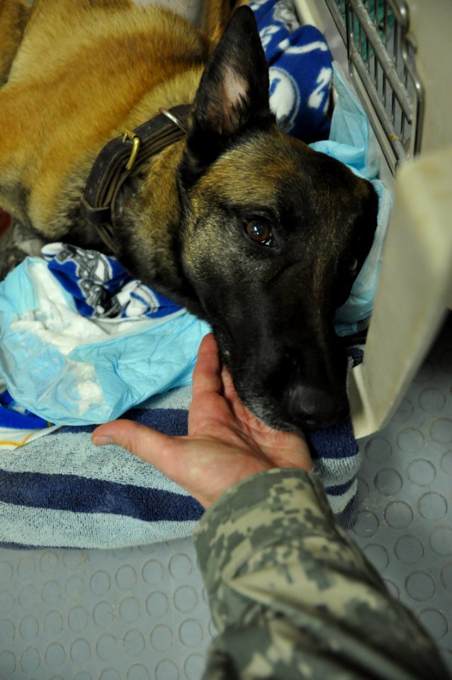 The dogs of war, Saving lives but paying the price 120404-N-UR169-007