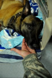 The dogs of war, Saving lives but paying the price 120404-N-UR169-007
