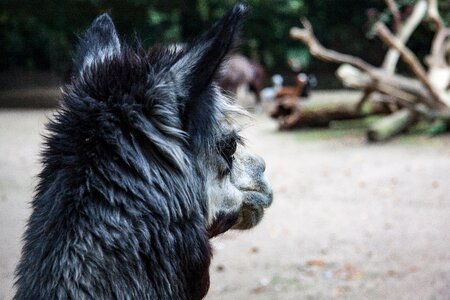 Animal animal portrait alpaca wool