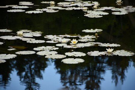 Water lilies mirroring contrasts