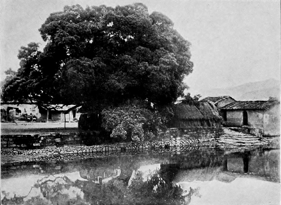 The Ficus Religiosa