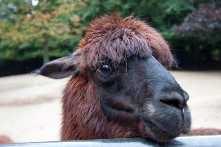 Animal portrait attention head