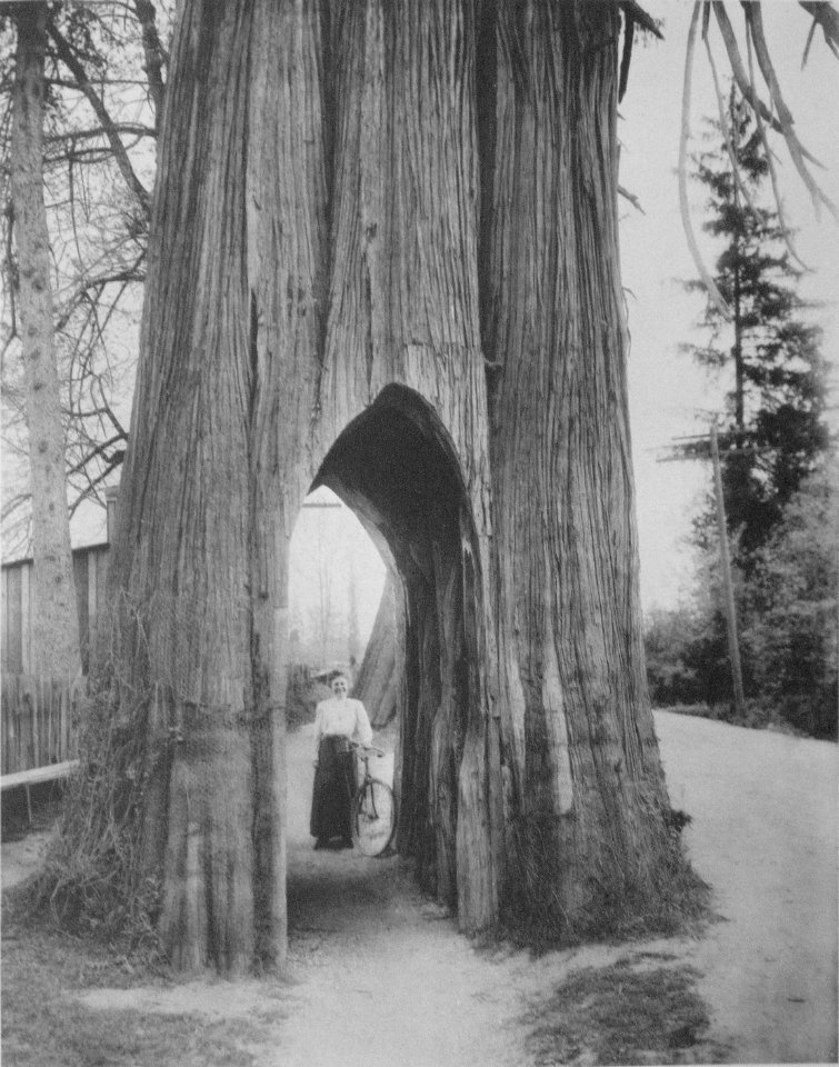 The Famous Bicycle Tree of Snohomish